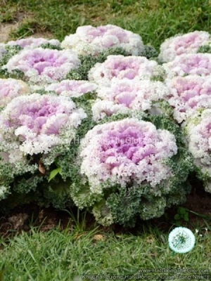 hat giong cai xoan kale trong chau nagoya white pink