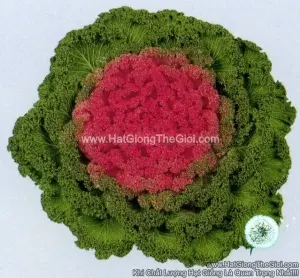 Hạt Giống Cải Xoăn Kale Trồng Chậu TG143 Pink