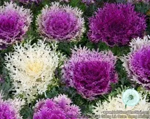 Hạt Giống Cải Xoăn Kale Trồng Chậu TG144 Mix