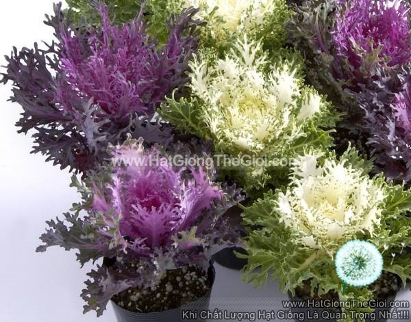 hat giong cai xoan kale trong chau tg145 red white mix
