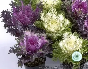Hạt Giống Cải Xoăn Kale Trồng Chậu TG145 Red White Mix