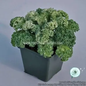 Hạt Giống Cải Xoăn Kale Trồng Chậu YOKOHAMA White