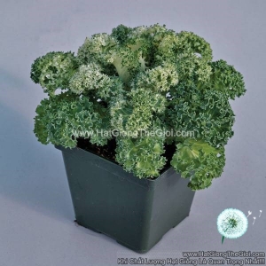 hat giong cai xoan kale trong chau yokohama white