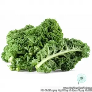Hạt Giống Cải Xoăn Kale - Xanh (Brassica oleracea, Acephala)