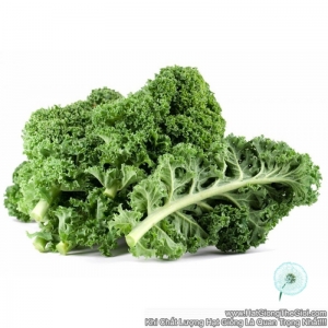 hat giong cai xoan kale   xanh  brassica oleracea acephala
