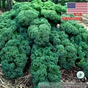 Hạt Giống Cải Xoăn Kale - Xoăn Lùn Blue Scotch (Brassica oleracea, Acephala)