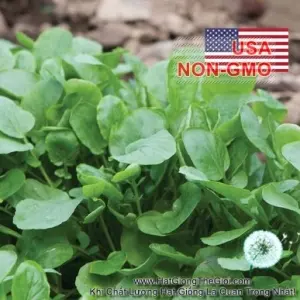 Hạt Giống Cải Xoong - Miền Núi Upland (Barbarea verna)
