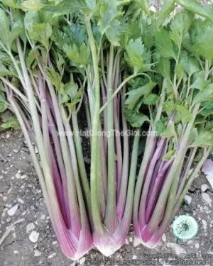 Hạt Giống Cần Tây Mỹ Giant Khổng Lồ Đỏ