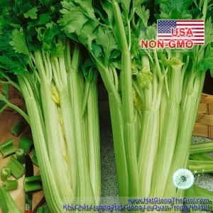 Hạt Giống Cần Tây Mỹ - Ngọt 75cm Utah (Apium graveolens)