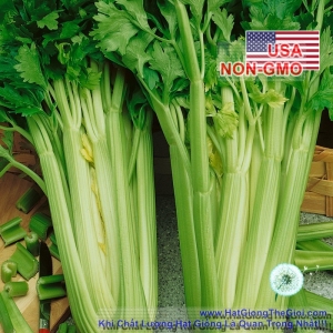 hat giong can tay my   ngot 75cm utah  apium graveolens