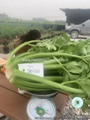Hạt Giống Cần Tây Mỹ Tango F1