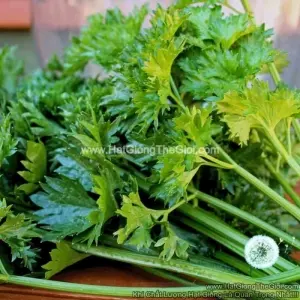 Hạt Giống Cần Tây Cao Sản (Apium graveolens)