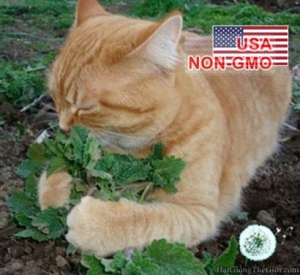 hat giong catnip   co meo  nepeta cataria