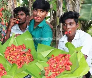 Hạt Giống Cây Bình Bát Dây Dây Bát Mãng Bát