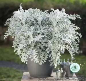 Hạt Giống Cúc Lá Bạc Cây Ren Bạc