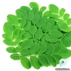 Hạt Giống Cây Chùm Ngây (Moringa oleifera)