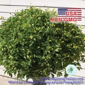 Hạt Giống Cây Đau Răng (Spilanthes oleracea)