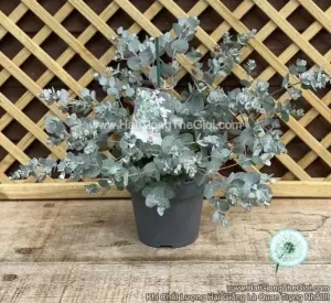 Hạt Giống Cây Lá Bạc Blue Ice