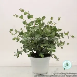 Hạt Giống Cây Lá Bạc Gunni Silver Drop