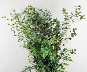 Hạt Giống Cây Lá Bạc Lá Kiếm Nhỏ