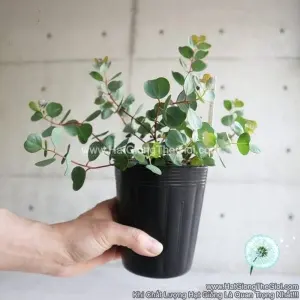 Hạt Giống Cây Lá Bạc Lá Tim TG318