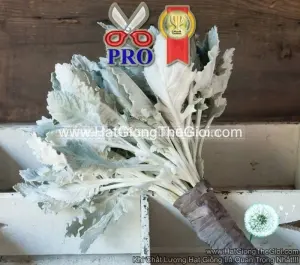 Hạt Giống Cây Lá Bạc New Look