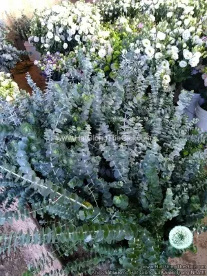 Hạt Giống Cây Lá Bạc Silver Dollar Baby Blue