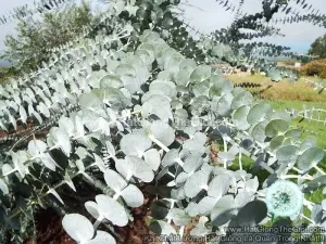 Hạt Giống Cây Lá Bạc Silver Dollar Baby Blue Lá To