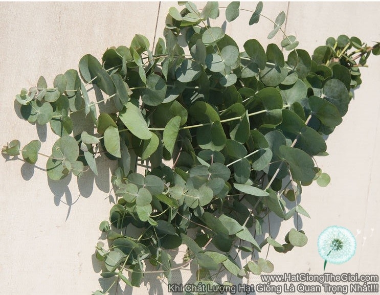 hat giong cay la bac silver dollar  eucalyptus