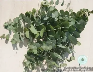 Hạt Giống Cây Lá Bạc Silver Dollar (Eucalyptus)