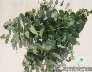 hat giong cay la bac silver dollar  eucalyptus