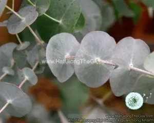 Hạt Giống Cây Lá Bạc Tròn Xuyên Tâm
