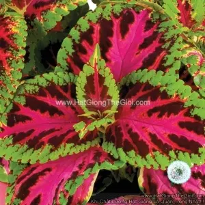 Hạt Giống Cây Lá Gấm TG367 Color Pride