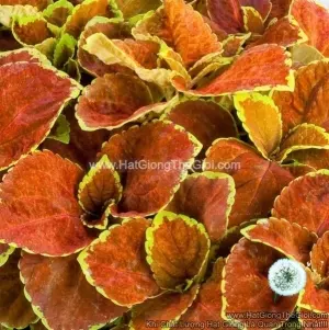 Hạt Giống Cây Lá Gấm TG367 Orange