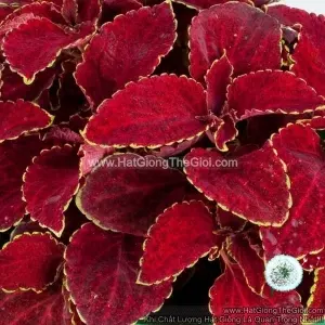 Hạt Giống Cây Lá Gấm TG367 Red Velvet