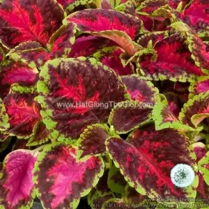 Hạt Giống Cây Lá Gấm TG367 Rose