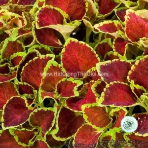 Hạt Giống Cây Lá Gấm TG367 Ruby