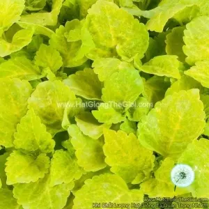 Hạt Giống Cây Lá Gấm TG367 Yellow