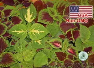 Hạt Giống Cây Lá Gấm Tía Tô Cảnh - Mix Nhiều Màu (Coleus blumei)