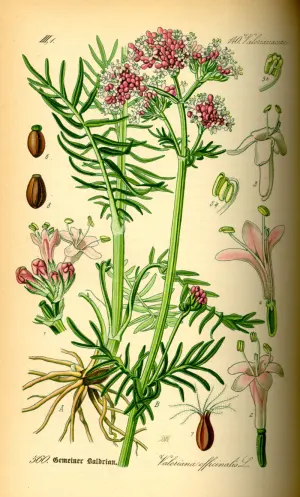 Hạt Giống Nữ Lang Valerian