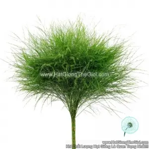 Hạt Giống Cây Tùng Lá Liễu