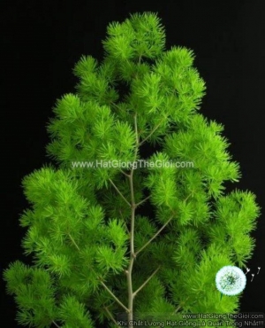 hat giong cay tung nho ming fern
