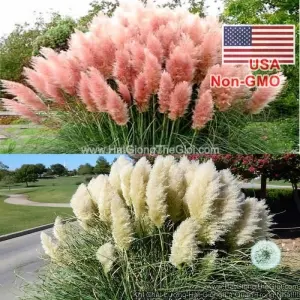 Hạt Giống Cỏ Bông Lau Mỹ - Mix Hồng Trắng (Cortaderia selloana)