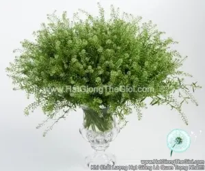 Hạt Giống Cỏ Chuông Xanh Đồng Tiền Thlaspi Green Bell F1