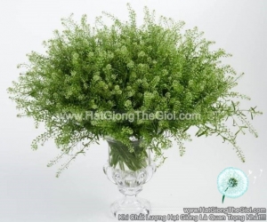 hat giong co chuong xanh dong tien thlaspi green bell f1