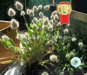 Hạt Giống Cỏ Đuôi Thỏ