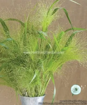 Hạt Giống Cỏ Bụi Sương