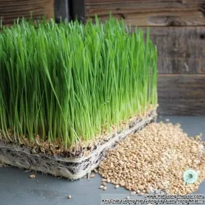 Hạt Giống Cỏ Lúa Mì Đỏ Cỏ Mèo Wheatgrass (Triticum aestivum)