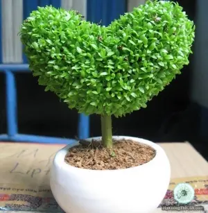 Hạt Giống Cỏ May Mắn (Lucky Mini Grass)