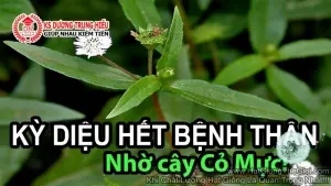 Hạt Giống Cỏ Mực Nhọ Nồi (Eclipta prostrata L.)